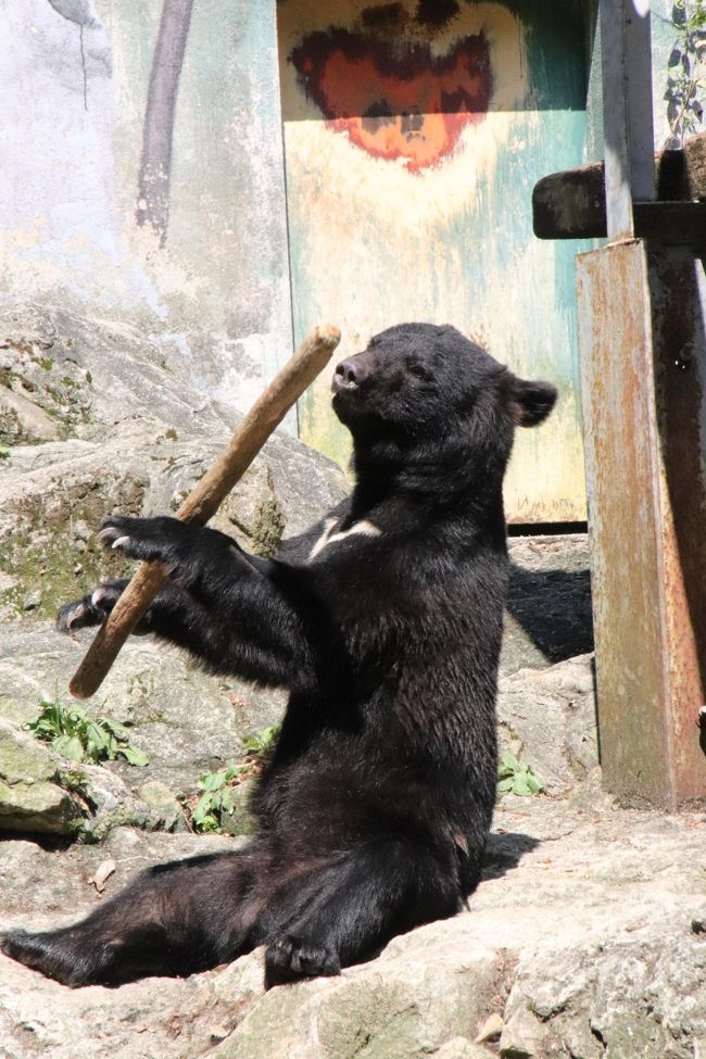 ２度目の広島・安佐動物公園です！<br />初めて訪れたのは2016年１月。京都・神戸を訪れた後、レッサーパンダ遠征先を広げたかったので、ちょうどレッサーパンダの双子の赤ちゃんが生まれたこともあって、広島まで足を伸ばしました。<br />２度目の今回は逆です。<br />山口の秋吉台サファリランドのレッサーパンダの双子の人工ほ育の赤ちゃんのミルクタイムがまだ公開中の2017年９月に、急遽、行くことに決めたとき、さすがに１日で戻ってくるのはもったいなくて、我が家のある埼玉方面に近くて久しぶりに訪れたくなった広島・安佐動物公園に寄ってから帰ることにしたわけです。<br /><br />安佐動物公園は、向かう路線バスの山道も、旅している気分になれる景色が展開するし、ちょっとした山の斜面に展開していて、まわりの眺望はすばらしいです。<br />なによりも、動物たちが見やすいこと、がっつりした檻はなく、展示場は広々としていて、自然の中にいるように見えるところ多いことや、個体紹介・動物紹介が豊富で、手作り感があってアットホームなかんじも気に入っています。<br /><br />ただ、難点があります。<br />マップのおすすめコース通りに行くと、一番目当てのレッサーパンダがいるところが、急斜面の一番高いところにいて、ゴールみたいになってしまうことです。<br />2017年９月現在のレッサーパンダの展示は、15時の食事タイムの前後30分くらいの入れ替えで２頭ずつの展示交代であることはリサーチ済みでした。<br />つまり、４頭全員に会うため、とりわけ午前の子達が少しでも活発なうちに会いたければ、レッサーパンダ展示場をゴールにするわけにはいかず、午前と午後に２往復する必要があるのです！<br /><br />そのため、今回は、おすすめのコースを無視し、まずはなるべくショートカットして、できるだけ早く山の上のレッサーパンダ展示場に向かいました。<br />そしてレッサーパンダが昼寝してしまう昼時は山を降り、今度はカットした動物たちを見学しながら午後２時半までには再びレッサーパンダ展示場に向かって坂を上るコースを取りました。<br /><br />というわけで、安佐動物公園編の旅行記は、おおよそ会って写真を撮った順で、３本の旅行記にまとめました。<br />１本目のこの旅行記では朝一番からほぼ昼までに会った動物たちの写真でまとめたのですが、初訪問時の前回は午後に会えた動物たちに朝一番か午前中に会えたことになり、おかげで前回と違う姿が見られ、新鮮でした！<br />人間もランチの後の午後は気だるくなりがちですが、昼行性のたいていの動物たちも、展示場に出始めの午前中の方が生き生きしていることが多いように思いました。<br />それに、本日は遠足でやって来た地元の中学生や高校生や幼稚園児のグループがいたものの、平日で来園者は少なく、午前中に会った動物たちの多くが、おっ、人間がやってきたぞーっという顔して私の方に目も向けてくれたのです。<br /><br />それから、今回は、ツキノワグマのクラウドくんの鼓笛隊のバトンばりの棒回しがみられて、とてもラッキーでした！<br />地元の人によると、クラウドくんはよく披露してくれるものの、いつもやっているわけではないので、１年半ぶりに埼玉から遠征して来た私が、最初から最後まで見学できたのは、ほんとうにすばらしい偶然でした！<br />ただ、一眼レフで動画を試そうとしたのですが、操作方法を間違えたので、動画は全然撮れていませんでした。<br />でも、写真はたくさん連写できました。動画もいいけれど、私はやはりまだまだ当分、写真派です！<br />というのは、動画が撮れなかった悔し紛れで言っているわけではなく（笑）、写真の瞬間を捉える魅力にまだまだとらわれているからです@<br /><br />＜今年2017年生まれのまだ２ヶ月齢のレッサーパンダの赤ちゃんに会いたくて急に決めた２度目となる山口＆広島遠征の旅行記のシリーズ構成＞<br />□（１）２度目の新山口アクセス＆前泊編：温泉の大浴場は男性専用なのは残念だったけどなかなか良かった新山口駅新幹線口に近いホテルアムゼ＆秋吉台サファリランドのランチバイキングなど<br />□（２）秋吉台サファリランド（前）またまた偶然shimahukurouさんとご一緒できたレッサーパンダ特集：２ヶ月齢の耀（ヨウ）くん・輝（ヒカル）くん＆日本最高齢となった宝宝（バウバウ）じいちゃん・やんちゃ盛りの優花ちゃんほか総勢８頭！<br />□（３）秋吉台サファリランド（後）ライオンの赤ちゃんの散歩にびっくりしたふれあい広場の他の動物たち＆今度も楽しめたキッズサファリ＆今回もエサやりバスでサファリゾーンへ<br />□（４）２度目の広島前泊＆グルメ・おみやげ編：初めて泊まったアパホテルは豪華なシティホテル＆初めて食べた広島風のお好み焼き＆旬には早いけれど牡蠣づくしの御膳<br />■（５）安佐動物公園（１）ショートカットで猛獣エリアから～ツキノワグマのクラウドくんの鼓笛隊のバトンのごとく見事な棒回し！<br />□（６）安佐動物公園（２）レッサーパンダ特集：はじめまして！真っ白なおてての麻麻ちゃん＆鹿児島からやって来たキラくん！～可愛いトロリパパとリンゴタイムたっちのマルちゃん総勢４頭<br />□（７）安佐動物公園（３）里山の動物からサバンナの動物たちまで～こんにちは！スイギュウとクロサイとシマウマとアヌビスヒヒの赤ちゃん<br /><br />※順不同に作成しています。<br /><br />広島の安佐動物公園の公式サイト<br />http://www.asazoo.jp/<br />交通アクセスのページ<br />（路線バスやアストラムラインの時刻表へのリンクあり）<br />（ただし、今回リンク先の時刻表は改正前のものだったので要注意）<br />http://www.asazoo.jp/info/access.php<br />第一タクシー（タクシー＆路線バス）の公式サイト<br />http://daiichi-taxi.com/<br />第一タクシー路線バスの時刻表サイト<br />http://daiichi-taxi.com/lines/<br />第一タクシー路線バス（飯室線（才の原経由）／あさひが丘線）の時刻表<br />（平成29年７月１日改正）<br />http://daiichi-taxi.com/wp-content/uploads/2017/06/51ea549da6ae2a6c8a781852b7d84471.pdf<br /><br />＜タイムメモ（全行程＆安佐動物公園・詳細版）＞<br />【2017年９月23日（土）秋分の日の祝日（前泊）】<br />16:00すぎ　早めに家を出る<br />18:17　品川駅発新幹線のぞみ57号博多行きに乗車（指定席）<br />22:35　新山口駅に到着<br />22:50頃　ホテルアムゼ新山口にチェックイン<br /><br />【2017年９月24日（日）】<br />06:30　起床<br />06:50-07:20　ホテルのバイキング朝食<br />08:10　ホテルをチェックアウト<br />08:30　新山口駅新幹線口始発の防長バスに乗車（1,010円）<br />09:08　大田中央駅に到着／配車予約していたタクシーに乗車（3,360円）<br />（絵堂からタクシーに乗ってもよかったはず）<br />09:35-16:55　秋吉台サファリランド（夏季開園09:30／閉園17:00）<br />（路線バスからshimahukurouさんと偶然一緒）<br />17:01　秋吉台サファリランド前バス停から路線バスに乗車（590円）<br />17:20　大田中央バス停に到着<br />17:49　大田中央から路線バス（萩号）に乗車（1,010円）<br />（※2017年10月１日よりこの便がなくなり次の便は18:25発）<br />18:27頃　新山口駅新幹線口に到着<br />18:46　新山口発新幹線こだま60号に乗車（自由席）<br />19:16　広島に到着<br />19:20-19:35　先に「おみやげ街道」で広島みやげを物色<br />20:00　アパホテル広島駅前大橋にチェックイン<br />21:00-21:20　ひと休み後駅前に戻りバス停とロッカーを下見<br />21:05-22:10　ホテル１階「広島乃風（アパホテル店）」で夕食<br /><br />【2017年９月25日（月・平日）】<br />06:00　起床<br />06:35-07:10　ホテルの朝食バイキング<br />07:35　ホテルをチェックアウト<br />07:45　広島駅南口のロッカーに荷物を預ける<br />08:08　あさひが丘行きのバスに乗車（南口の路線バス乗り場９番）<br />09:06　安佐動物公園前停留所に到着（運賃480円）（定刻）<br />09:10　安佐動物公園に入園（開園09:00）<br />09:15-09:20　マントヒヒ・クロサイ（ビューポイントから）<br />09:25-09:30　ライオン（エル・アマレット）<br />09:30-09:45　アムールトラ（アニュイ）<br />09:45-09:50　ブラックバック<br />09:50-09:55　ツキノワグマ<br />09:55-10:00　ニホンイノシシ<br />10:05-10:10　ニホンカモシカ<br />10:20-10:30　ユーラシアカワウソ（リオちゃん）<br />10:35-11:40　レッサーパンダ（麻麻・トロリ）<br />（11:10頃にトロリくんもいったん寝たので休憩しながら）<br />11:40-11:45　シロフクロウ（オージ）・エリマキキツネザル<br />11:55-12:10　ツキノワグマのクラウドくんの棒回し<br />12:10-12:20　休憩<br />12:20-12:25　ホンドタヌキ・ホンドギツネ（ごん）・ニホンアナグマ<br />12:30-12:35　マレーバク・フタコブラクダ<br />12:35-12:40　チーター（チーコのみ）<br />12:45-12:50　夜行性動物・は虫類館<br />12:50-12:55　中型サル（写真は撮らず）<br />12:55-13:00　ミーアキャット<br />13:05-13:15　クロサイ（ライノテラスから）<br />13:15-13:45　サバンナゾウ・マルミミゾウ<br />（近くのベンチで休憩しながら見学）<br />13:45-13:55　サバンナエリア<br />13:55-14:00　モモイロペリカン<br />14:00-14:15　休憩<br />14:15　アサンテ売店裏側から再びレッサパンダ展示場をめざす<br />14:25　レッサーパンダ展示場に到着<br />14:25-15:45　レッサーパンダ<br />（14:25頃～展示交代で屋内キラリ／屋外マル）<br />（15:00～食事タイム／当番はマル）<br />15:55-16:00　ライオン（リクorライト）<br />16:05　動物園を出てバス停へ（閉園16:30）<br />16:11　動物園前発の第一タクシーバスに乗車（運賃200円）<br />（2017年７月29日より時刻表改正）<br />16:22　上安駅停留所に到着<br />16:28　上安駅発のアストラムライン本通り行きに乗車（運賃360円）<br />16:46　新白島駅に到着<br />16:57　新白島駅発のJR山陰線に乗車（運賃160円）<br />17:01頃　広島駅に到着<br />17:10頃　広島駅の南口に出る<br />17:15-17:45　広島駅南口ASSEのかき料理店「かなわ」のかきづくし御膳<br />18:00頃　ロッカーから荷物を出して新幹線口へ<br />18:35　広島駅発新幹線のぞみ56号に乗車<br />22:26　品川駅着<br />00:20頃　帰宅<br /><br />＜初・広島の前回の安佐動物公園訪問時の旅行記＞<br />2016年１月11日（前泊）～１月12日<br />「新春レッサーパンダ動物園遠征１府２県３園＜京都・神戸・広島＞（７）広島ユニバーサルホテル前泊（薬湯温泉付き）・前日に買った広島みやげ・広島ぐるめの海鮮づくし」<br />https://4travel.jp/travelogue/11096288<br />「新春レッサーパンダ動物園遠征１府２県３園＜京都・神戸・広島＞（８）初の安佐動物公園（１）風景撮影も楽しめた山奥の動物園～アヌビスヒヒからはミーアキャットまで＆ケープハイラックスの赤ちゃんに夢中@」<br />http://4travel.jp/travelogue/11098524<br />「新春レッサーパンダ動物園遠征１府２県３園＜京都・神戸・広島＞（９）初の安佐動物公園（２）順路通りに動物たちに会いながら山道をゆったり進む～チータービューからニホンカモシカまで」<br />http://4travel.jp/travelogue/11098527<br />「新春レッサーパンダ動物園遠征１府２県３園＜京都・神戸・広島＞（10）初の安佐動物公園（３）レッサーパンダ特集：夢の父親同居訓練中のトロリくん・ミウちゃん・キクくん・マルくん（ちゃん？）【若すぎる急死のミウちゃん追悼】<br />http://4travel.jp/travelogue/11098281<br /><br />※これまでの動物旅行記の目次を作成済。随時更新中。<br />「動物／動物園と水族館の旅行記～レッサーパンダ大好き～　目次」<br />http://4travel.jp/travelogue/10744070<br />