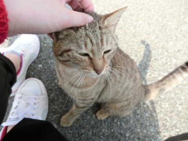 行ってよかった 猫の島 世界６大猫スポットの相島を巡る旅 福岡県の旅行記 ブログ By Mimi811さん フォートラベル