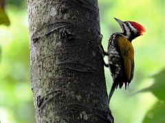 雨季のシンガポール探鳥　その５　シンガポール植物園・Canopy Trail Points
