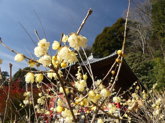 栃木市大平町の「清水寺（せいすいじ）」へ、ロウバイを見に行ってきました。晃石山の中腹、南向きの斜面が公園のように整備されていて、たくさんのロウバイの間を散策して楽しめます。ロウバイは９分咲きくらいでしたので、見頃はまだ続くと思います。