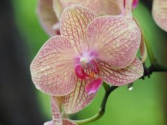 雨季のシンガポール探鳥　その６　シンガポール植物園・蘭園とその周辺