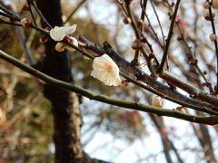 1月の代々木公園は花が少なく