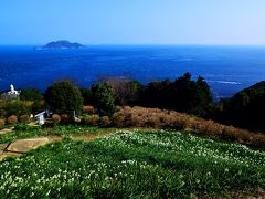 関崎海星館の水仙2018