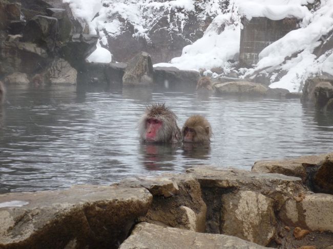 温泉に入る猿が見たくなり行ってきました。