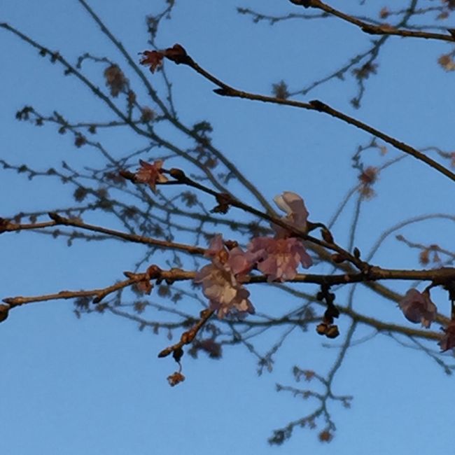 上野公園は、春の桜だけではなく十月桜も楽しめます。<br /><br />10月31日<br />木枯らし吹いて、十月桜が咲いて<br />https://lineblog.me/ktoku3/archives/720266.html<br /><br />11月10日<br />山茶花から椿<br />https://lineblog.me/ktoku3/archives/738033.html<br /><br />11月20日<br />黄葉と桜<br />https://lineblog.me/ktoku3/archives/755386.html<br /><br />でも年が明けて、また咲くとは予想もせず。