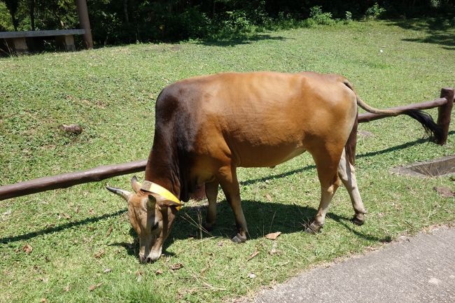 香港で9度目の山歩きは、“Lantau Trail Section 9 (石壁水塘 Shek Pik～水口 Shui Hau)“。ランタオ島南部の小さな半島を巡るコースです。<br /><br />香港の田舎には、野牛がいるというのは知っていましたが、今回初遭遇！表紙の牛はその中の一頭。<br /><br />自宅近くのMTRコーズウェイ駅から、集合場所の東涌駅へ。そこからBus11にて、石壁水塘下車。 途中、籮箕湾ビーチにてしばしの休息、そこでテント暮らしをしている方にすいかをふるまって頂くというおまけ付き。<br /><br />水口にてハイキング終了後、Bus２で梅窩へ移動し、打上げは“華記海鮮飯店”にて！