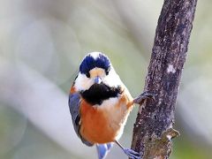 野鳥撮影記録・２０１８年1月－８ (ミヤコドリ）