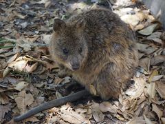 世界一幸せな動物を見に、クリスマスシーズンのパースへ　part1