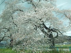 仙台から一ノ関、白石城。桜の名所がありました。