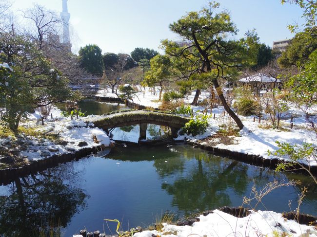 東京に雪が降ると、いつもと違う風景が撮れる絶好のチャンス！<br />夜半まで雪が降った翌日、向島百花園に行ってみました。<br /><br />表紙：雪景色の向島百花園　スカイツリーも見えます。<br />