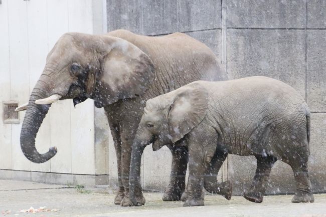 数日前からチェックしていた天気予報では、雨に降られるのは１日目のとくしま動物園だけで、２日目のとべ動物園からは、少なくとも傘要らずの天気になるはずでした。<br />それがまさかとべ動物園で、午後からあんなに雨みぞれに降られるとは思いませんでした。<br />それでも、私が高知に移動した翌日から、徳島も愛媛も２日ほど大雪に見舞われたようなので、それを辛くも逃れたのは、まだ幸いでした。<br /><br />それに、災い転じて福となす！？<br />ではないですが、私のレインコート姿を、多くの動物たちが、飼育員さんと勘違いしたようなのです。<br />午後からは雨やあられが降りっぱなしだったので、大きめなポンチョタイプのレインコートを、リュックとカメラバッグの上からすっぽりかぶって回っていました。<br />そのレインコートは、上半分はグレーで、ブルーなのは下半分だけなのですが、動物たちには遠目から、ブルーの体操着のような飼育員さんの制服に見えたのではなかろうかと思います。<br />だからだと思います、動物たちがあちこちで、妙に私に期待のまなざしを向け、可愛く待ち構えていてくれたのは。<br />私にとってはシャッターチャンスの連続で、うはうはでした@<br />でも、しばらくして私が飼育員さんでないと気付くと、ぷいっときびすを返してしまいました（苦笑）。<br />きびすを返すのが早くて、シャッターチャンスが間に合わなかった子もいるので、私に可愛く期待している動物たちは、撮れた写真以上にいました！<br />飼育員さんたちはいつも、こんな可愛い姿を見ているのかと、改めてうらやましくなりました@<br /><br />本日は平日なので、イベントが少なかっただけでなく、数少ないイベントは、午後、私にとっては予想外にみぞれが降って荒天になってしまったので、中止になりました。<br />でも、寒さに弱いオランウータンの綱わたりは無理だろうとはじめから思っていましたが、ライオンのウォッチング・タイムまで中止になってしまうとは思いませんでした。残念でした。<br /><br />だけど代わりに、イベントではない、動物自身のためのおやつタイムには意外に遭遇できました。<br />ライオン・ウォッチングのイベントは中止になりましたが、ライオン舎の２階でしばらく休んでいたら、オス・ライオンのごはんタイムが見られました。ライオン・ウォッチングは迫力場面ですが、ふつうのごはんタイムのオス・ライオンは、とっても可愛い顔してごはんを食べていました。<br />ホッキョクグマのピースちゃんも、アフリカゾウファミリーも、おやつタイムのタイミングで見に行けたのも偶然でした。ほんとうにラッキーでした。<br />特にアフリカゾウ一家を見に行った時は、みぞれがかなりひどかったですから、おやつがなければ、砥愛ちゃんは、外に出てきてくれなかったろうと思います。<br /><br />とべ動物園は、数年に一度、行けるかどうかの遠征先なので、できれば天気がよく、イベントも中止にならない、好条件の日であって欲しかったですが、ほとんどの展示場前で私の独占状態でゆっくり回れたわけですし、レインコート姿でなければ、動物たちが私を飼育員さんと間違えることはなかったはずです。<br />運が良かったのか悪かったのか……でも結果的には、良かったと思います。<br /><br />＜四国３園めぐりは２度目となる2018年の新春レッサーパンダ四国遠征の旅行記のシリーズ構成＞<br />□（１）【徳島編】新宿バスターミナルで牛タン・グルメとイルミネーションに始まり、駅前の日帰り温泉びざんの湯から徳島ご当地御膳の夕食まで<br />□（２）【徳島編】とくしま動物園（前編）つやつや毛並みもずぶぬれ姿も可愛いレッサーパンダのソラくん一家と再会！＆10ヶ月ぶりでメンバーに少し移動があったレッサーパンダ展示場周辺の動物たち<br />□（３）【徳島編】とくしま動物園（後編）ホッキョクグマのポロロちゃんとシンリンオオカミのユウキくんとカピバラのおやつタイムを見学し、バックヤードツアー「寒帯裏側見てみ隊」にも参加！<br />□（４）【愛媛編】松山市大街道に新しくできた天然温泉・石手の湯のドーミーインホテル松山の前泊から黒潮亭の宇和海定食のグルメまで<br />□（５）【愛媛編】とべ動物園（前編）期待以上のレッサーパンダのととくんとコウメちゃんのラブラブ姿にめろめろ～アシカのエサやりやホッキョクグマのバリーバさんに会ってから向かったレッサーパンダ展示場にて<br />■（６）【愛媛編】とべ動物園（後編）みぞれ降る中になんとか姿を見せてくれたゾウの一家＆レインコート姿の私を飼育員さんと勘違いして期待のまなざしを向けてくれた動物たち<br />□（７）【高知編】トロトロ美人の湯宿・高知黒潮ホテルの前泊から高知駅前の庄やの海鮮グルメと高知みやげまで<br />□（８）【高知編】のいち動物公園（前編）レッサーパンダ特集：好奇心一杯でやんちゃでけなげ！～子パンダの魅力を全て披露してくれたレッサーパンダの赤ちゃんのマロンちゃん目当てで再訪！<br />□（９）【高知編】のいち動物公園（後編）フォトジェニックなコツメカワウソや見事な道具使いを見せてくれたチンパンジーからぎりぎり間に合ったアフリカ・オーストラリアゾーンとジャングル・ミュージーアム＆こんにちは、カンガルーの赤ちゃん！<br /><br />※ただし、順不同に作成しています。<br /><br />とべ動物園の公式サイト<br />http://www.tobezoo.com/<br /><br />＜タイムメモ（全行程＆とべ動物園詳細）＞<br />【2018年１月７日（日）】<br />21:55　バスタ新宿発のJRバス「ドリーム徳島号」に乗車<br /><br />【2018年１月８日（月）祝日】<br />06:20頃　徳島駅着<br />（定刻より20分早い／JR駅ビル内で待つ）<br />07:10-08:00　駅前ホテルサンルートの日帰り温泉「びざんの湯」<br />（一般客７時から／朝風呂520円＋タオル代100円）<br />08:05-08:40　駅前のタリーズで朝食<br />08:55発　徳島市バス渋野線に乗車（２番のりば／運賃350円）<br />09:20　とくしま動物園前に到着<br />09:30　開園と同時にとくしま動物園に入園<br />09:35-16:25　とくしま動物園<br />16:30　閉園直前にとくしま動物園を出る<br />（バス停で写真をチェックしながら一時間待ち）<br />17:29発のバスで徳島駅へ戻る<br />17:55　徳島駅前に到着（定刻）<br />18:10-18:45　駅ビルのレストラン・エリエールで徳島ご当地御膳の夕食<br />19:00発　松山行きのJR四国バスに乗車<br />22:30頃　終点の大街道バスセンターに到着<br />22:45　ドーミーインホテル松山にチェックイン<br />22:50-23:05　ロビーで無料の「夜鳴きそば」を頂く<br />（受付23時まで）<br />23:50-00:40　ホテル最上階の天然温泉・石手の湯<br />（朝10時まで夜通し営業）<br /><br />【2018年１月９日（火）】<br />07:00　起床<br />07:15-07:40　ホテルの朝食バイキング<br />08:05　ホテルをチェックアウト<br />08:15　タクシーで松山市駅前に到着<br />（伊予鉄バス営業所のロッカーに荷物を預ける）<br />08:30　松山市駅発伊予鉄バス砥部線どうぶつ園行きバスに乗車<br />（３番のりば／バス往復＆入園線セット券1,170円）<br />09:10頃　動物園停留所に到着（定刻より約５分遅れ）<br />09:30　とべ動物園に入園（開園時間は９時）<br />09:30-09:35　カリフォルニアアシカのエサやり<br />09:35-09:40　ホッキョクグマのバリーバさん<br />（ピースちゃんは展示まだ）<br />09:40-09:45　ヒグマのエサやり<br />09:45-09:50　ニホンアナグマ・ヤマアラシ<br />09:50-10:25　レッサーパンダ<br />10:30-10:40　フンボルトペンギンのお食事タイム<br />10:40-10:45　ホッキョクグマのバリーバさん<br />（ピースちゃんは展示まだ）<br />10:45-10:55　温泉カピバラ<br />10:55-11:00　売店散策<br />11:00-11:10　ホッキョクグマのピースちゃんのおやつ<br />11:15-11:55　レッサーパンダ<br />（11:55頃にいったんレッサーパンダ全員お休み）<br />11:55-12:15　ふれあい売店の軽食コーナーでランチ休憩<br />12:15-12:30　レッサーパンダ<br />12:30-12:35　ホッキョクグマのピースちゃん<br />12:35-12:45　レッサーパンダ<br />12:45-12:50　こども動物センター<br />12:50-12:55　コツメカワウソ<br />（ピアくんとマサちゃんいちゃいちゃ）<br />13:00-13:05　サル山（ニホンザル）<br />13:05-13:10　キュウシュウジカ<br />13:20-13:15　オランウータンの成長写真<br />（実物の写真は撮れず）<br />13:20-13:35　トラ舎（屋内＆屋外）<br />13:35-14:10　アフリカゾウの食事タイム<br />（みぞれの降りが一番ひどかった時間帯）<br />14:10-14:30　休憩<br />14:30-14:35　ライオン<br />（ライオン・ウォッチングのイベントは中止）<br />14:30-14:35　サバンナ<br />14:40-14:50　ライオン舎の２階で休憩<br />14:50-14:55　ライオンの食事タイム<br />14:55-15:00　ピューマ<br />15:00-15:05　アフリカゾウ<br />（サーバルキャットは展示中止）<br />15:05-15:10　アメリカストリート（写真は撮れず）<br />15:10-15:15　ホンドタヌキ・コツメカワウソほか<br />15:15-15:35　レッサーパンダ<br />（リュウノスケじいちゃんすでに収容）<br />（15:30　シャンチー収容）<br />15:40　動物園を出る（閉園時間は17時）<br />15:45　バス停に到着<br />15:55発の松山市駅行きバスに乗車<br />16:35　松山市駅に到着（ほぼ定刻）<br />（平日でラッシュアワー前だったからか渋滞に遭わず）<br />16:55-17:45　黒潮亭で宇和海定食の夕食<br />18:37発　高知行きのJRバス「なんごくエクスプレス」に乗車<br />21:00　高知駅に到着<br />（定刻より約５分早い）<br />21:27　高知駅発JR土讃線・奈半利行きに乗車<br />21:56　のいち駅に到着<br />22:10頃　タクシーで高知黒潮ホテルに到着＆チェックイン<br />22:40-23:50　併設の温泉「龍馬の湯」<br />（受付23:30まで／営業終了24:00）<br /><br />【2018年１月10日（水）】<br />07:00　起床<br />08:40-09:00　ホテルの朝食<br />09:20　ホテルをチェックアウト<br />09:25頃　タクシーでのいち動物公園前に到着<br />09:30　開園と同時に、のいち動物公園に入園<br />09:30-16:45　のいち動物公園<br />17:00　動物園を出る（閉園17時）<br />17:05　予約のタクシーでのいち駅に到着<br />17:20　のいち駅発JR土讃線・後免行きに乗車<br />17:34　後免駅発の須崎行き普通列車に乗換え<br />18:02　高知駅に到着<br />18:10-19:25　駅ビル売店で高知みやげの買い物<br />18:30-19:15　駅ビルの「庄や」で海鮮夕食<br />19:40　高知駅前発のJRバス「ドリーム高知号」に乗車<br /><br />【2018年１月11日（木）】<br />06:40頃　新宿バスターミナルに到着<br />（定刻より約５分早い）<br />08:00頃　帰宅<br /><br />※これまでの動物旅行記の目次を作成済。随時更新中。<br />「動物／動物園と水族館の旅行記～レッサーパンダ大好き～　目次」<br />http://4travel.jp/travelogue/10744070<br /><br />※そのうち、これまでの２回のとべ動物園と愛媛・松山前泊とグルメの旅行記のURL集は、愛媛前泊編の旅行記「新春レッサーパンダ遠征はバスでめぐる四国３県３園再訪と温泉の旅（４）【愛媛編】松山市大街道に新しくできた天然温泉・石手の湯のドーミーインホテル松山の前泊から黒潮亭の宇和海定食のグルメまで」の末尾にまとめました。<br />https://4travel.jp/travelogue/11323901