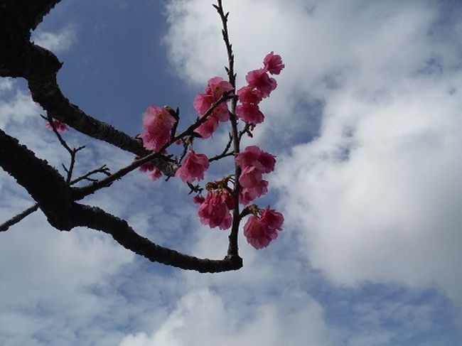 今年も日本一早い花見に出かけました。<br />