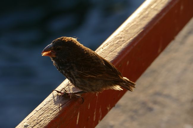 今年の正月は動物の宝庫、ガラパゴス諸島と政治の中心ワシントンなどに行きました！2週間くらいの長い旅行でとっても楽しみました！たくさんの野生動物の写真が撮れたのでとても良かったです！<br />１日目　羽田→シカゴ（ANA)<br />　　　　シカゴ→パナマシティ(コパ）<br />２日目　パナマシティ→キト（コパ）<br />　　　　キト→バルトラ（アビアンカ）<br />　　　　バルトラ→プエルトアヨラ（バス・フェリー・タクシー）<br />３日目　プエルトアヨラ→プエルトビシャミル（モーターボート）<br />４日目　動物観察（シュノーケリング）<br />５日目　動物観察（ティントレラース）<br />６日目　動物観察（ウルビナ・ベイ）<br />７日目　プエルトビシャミル→プエルトアヨラ（モーターボート）<br />　　　　バルトラ→キト（アビアンカ）<br />８日目　キト→サンサルバドル（アビアンカ）<br />　　　　サンサルバドル→ワシントン（アビアンカ）<br />　　　　ウドバーハジーセンター<br />９日目　ナショナルモール見学<br />10日目　ワシントン→ニューヨーク（バス）<br />　　　　自由の女神<br />　　　　ミュージカル