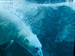 ホテル付札幌ツアーついでに旭山動物園