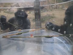 新春レッサーパンダ遠征はバスでめぐる四国３県３園再訪と温泉の旅（９）【高知編】のいち動物公園（後編）フォトジェニックなコツメカワウソや見事な道具使いを見せてくれたチンパンジーからぎりぎり間に合ったアフリカ・オーストラリアゾーンとジャングル・ミュージーアム＆こんにちは、カンガルーの赤ちゃん！