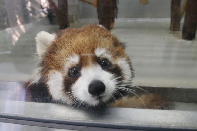 満面の笑顔、来園者への好奇心、笹ごはん、ママとバトル、バンザイ攻撃、ママを毛づくろい、ちょっぴり反抗期、ちょっとずつかじるリンゴの食べ方、ママとチュウ、ハイテンション、上達していく木登り、灌木遊び、などなど、マロンちゃんは、赤ちゃんレッサーパンダの魅力をすべて見せてくれました。ありがとう、マロンちゃん！<br /><br />のいち動物園を訪れるのは２度目です。<br />前回2015年10月訪れたとき、のいち動物園のレッサーパンダはカイちゃんしかいなくなってしまったところへ、千葉の市川市動物園から、カイくんがお婿に行き、まだ間もないころでした。<br />あの年は、10月でもまだ暑く、暑さに弱いレッサーパンダの屋外展示は中止、恋の季節にはまだ早いため、屋内で１頭ずつの展示でした。<br />その上、奇しくもその日は秋の動物園まつりの日で、ナイトズー開催日だったため、昼間の展示当番はカイちゃんのみで、カイくんが出てくるのは、当初17時以降の予定でした。<br />でも、私はナイトズーを予定していなかったので、帰りの夜行バスの都合で、17時には動物園を出なければなりませんでした。<br />カイちゃんとはじめましてが出来たのはよかったですが、カイちゃんは寝ている時間も長かったです。<br />それにほんとは新天地で過ごすカイくんに会いたかったのです。<br />現地で飼育員さんに会えて、カイくんが本日はナイト当番だと知ったとき、とても、がっかりしましたが、後でまた飼育員さんに会えたときに、私の事情を汲んでくれて、カイくんの登場を16時半に切り上げることにしたと教えてくれました。<br />いくら私が遠方からやってきたとはいえ、動物の展示予定を変えるのは大変でしょうし、そう簡単にできることではないと思いますので、飼育員さん対応には感激しました。<br /><br />というわけで前回、昼間はカイちゃんだけでしたので、レッサーパンダに張り付いている時間は短かめでしたが、代わりに、のいち動物園はお食事と飼育員さんのトークイベントがとても多いので、時間に合わせてあっちっこっちの展示場へイベントを見に行き、忙しいけど充実した一日となりました。<br />もちろん、レッサーパンダのイベントもありました。カイちゃんがガラスのすぐそばに置かれたリンゴをまんまるな目をして食べる可愛い様子が見られました。<br /><br />今回、のいち動物園再訪を平日にしてしまいました。平日、イベントは激減していて、しまったーっと思いました。<br /><br />でも、前回と違って、2018年１月現在、のいち動物園のレッサーパンダは、とくしま動物園からお嫁に行ったみたらしちゃんが加わったうえ、カイくんとの間にマロンちゃんが生まれて４頭になりました。<br />しかも、冬はレッサーパンダの恋の季節。<br />屋外展示もあった上、カイくん・カイちゃんは同居展示でした。<br />もちろん、みたらしちゃんは、マロンちゃんと一緒です。<br />なので、イベントが少ない方が、レッサーパンダたちにじっくり張り付いていられる、と思い直しました。<br /><br />実際、みたらしちゃんとマロンちゃんの母子が屋外に出てくる展示交代のタイミングが、数少ないイベントのコツメカワウソの食事タイムとバッティングし、どちらも見たいというジレンマでした（笑）。<br />もちろん、優先順位は決まっていましたが、めったに再訪できない遠征先ということもあり、ついつい欲張りになってしまいがちなのです。<br /><br />＜四国３園めぐりは２度目となる2018年の新春レッサーパンダ四国遠征の旅行記のシリーズ構成＞<br />□（１）【徳島編】新宿バスターミナルで牛タン・グルメとイルミネーションに始まり、駅前の日帰り温泉びざんの湯から徳島ご当地御膳の夕食まで<br />□（２）【徳島編】とくしま動物園（前編）つやつや毛並みもずぶぬれ姿も可愛いレッサーパンダのソラくん一家と再会！＆10ヶ月ぶりでメンバーに少し移動があったレッサーパンダ展示場周辺の動物たち<br />□（３）【徳島編】とくしま動物園（後編）ホッキョクグマのポロロちゃんとシンリンオオカミのユウキくんとカピバラのおやつタイムを見学し、バックヤードツアー「寒帯裏側見てみ隊」にも参加！<br />□（４）【愛媛編】松山市大街道に新しくできた天然温泉・石手の湯のドーミーインホテル松山の前泊から黒潮亭の宇和海定食のグルメまで<br />□（５）【愛媛編】とべ動物園（前編）期待以上のレッサーパンダのととくんとコウメちゃんのラブラブ姿にめろめろ～アシカのエサやりやホッキョクグマのバリーバさんに会ってから向かったレッサーパンダ展示場にて<br />□（６）【愛媛編】とべ動物園（後編）みぞれ降る中になんとか姿を見せてくれたゾウの一家＆レインコート姿の私を飼育員さんと勘違いして期待のまなざしを向けてくれた動物たち<br />□（７）【高知編】トロトロ美人の湯宿・高知黒潮ホテルの前泊から高知駅前の庄やの海鮮グルメと高知みやげまで<br />■（８）【高知編】のいち動物公園（前編）レッサーパンダ特集：好奇心一杯でやんちゃでけなげ！～子パンダの魅力を全て披露してくれたレッサーパンダの赤ちゃんのマロンちゃん目当てで再訪！<br />□（９）【高知編】のいち動物公園（後編）フォトジェニックなコツメカワウソや見事な道具使いを見せてくれたチンパンジーからぎりぎり間に合ったアフリカ・オーストラリアゾーンとジャングル・ミュージーアム＆こんにちは、カンガルーの赤ちゃん！<br /><br />※ただし、順不同に作成しています。<br /><br />のいち動物公園の公式サイト<br />http://www.noichizoo.or.jp/<br /><br />＜タイムメモ（全行程＆のいち動物公園詳細）＞<br />【2018年１月７日（日）】<br />21:55　バスタ新宿発のJRバス「ドリーム徳島号」に乗車<br /><br />【2018年１月８日（月）祝日】<br />06:20頃　徳島駅着<br />（定刻より20分早い／JR駅ビル内で待つ）<br />07:10-08:00　駅前ホテルサンルートの日帰り温泉「びざんの湯」<br />（一般客７時から／朝風呂520円＋タオル代100円）<br />08:05-08:40　駅前のタリーズで朝食<br />08:55発　徳島市バス渋野線に乗車（２番のりば／運賃350円）<br />09:20　とくしま動物園前に到着<br />09:30　開園と同時にとくしま動物園に入園<br />09:35-16:25　とくしま動物園<br />16:30　閉園直前にとくしま動物園を出る<br />（バス停で写真をチェックしながら一時間待ち）<br />17:29発のバスで徳島駅へ戻る<br />17:55　徳島駅前に到着（定刻）<br />18:10-18:45　駅ビルのレストラン・エリエールで徳島ご当地御膳の夕食<br />19:00発　松山行きのJR四国バスに乗車<br />22:30頃　終点の大街道バスセンターに到着<br />22:45　ドーミーインホテル松山にチェックイン<br />22:50-23:05　ロビーで無料の「夜鳴きそば」を頂く<br />（受付23時まで）<br />23:50-00:40　ホテル最上階の天然温泉・石手の湯<br />（朝10時まで夜通し営業）<br /><br />【2018年１月９日（火）】<br />07:00　起床<br />07:15-07:40　ホテルの朝食バイキング<br />08:05　ホテルをチェックアウト<br />08:15　タクシーで松山市駅前に到着<br />（伊予鉄バス営業所のロッカーに荷物を預ける）<br />08:30　松山市駅発伊予鉄バス砥部線どうぶつ園行きバスに乗車<br />（３番のりば／バス往復＆入園線セット券1,170円）<br />09:10頃　動物園停留所に到着（定刻より約５分遅れ）<br />09:30　とべ動物園に入園（開園時間は９時）<br />09:30-15:35　とべ動物園<br />15:40　動物園を出る（閉園時間は17時）<br />15:45　バス停に到着<br />15:55発の松山市駅行きバスに乗車<br />16:35　松山市駅に到着（ほぼ定刻）<br />（平日でラッシュアワー前だったからか渋滞に遭わず）<br />16:55-17:45　黒潮亭で宇和海定食の夕食<br />18:37発　高知行きのJRバス「なんごくエクスプレス」に乗車<br />21:00　高知駅に到着<br />（定刻より約５分早い）<br />21:27　高知駅発JR土讃線・奈半利行きに乗車<br />21:56　のいち駅に到着<br />22:10頃　タクシーで高知黒潮ホテルに到着＆チェックイン<br />22:40-23:50　併設の温泉「龍馬の湯」<br />（受付23:30まで／営業終了24:00）<br /><br />【2018年１月10日（水）】<br />07:00　起床<br />08:40-09:00　ホテルの朝食<br />09:20　ホテルをチェックアウト<br />09:25頃　タクシーでのいち動物公園前に到着<br />09:30　開園と同時に、のいち動物公園に入園<br />09:35-09:40　アシカ・ビーバー・カピバラ展示まだ<br />09:40-10:05　レッサーパンダ<br />10:05-10:10　ユーラシアカワウソ・ツメナシカワウソ<br />（寒いのでコツメカワウソの展示まだ）<br />10:10-10:30　レッサーパンダ<br />10:30-10:35　カピバラ・アメリカビーバー<br />10:35-10:55　レッサーパンダ<br />10:55-11:00　コツメカワウソ<br />11:00-11:25　レッサーパンダ<br />11:25-11:35　コツメカワウソ<br />11:35-11:45　チンパンジー<br />11:45-11:55　休憩<br />11:55-12:00　チンパンジーのミルキーちゃん<br />12:00-12:05　シロテテナガザル・ワオギツネザル<br />12:05-12:10　アナホリフクロウ<br />12:10-12:15　動物科学館<br />（写生コンテスト入賞作品展示都市背<br />12:20-12:50　レストラン「ラクーン」でランチ休憩<br />12:55-13:35　レッサーパンダ<br />（13:25頃　屋内と屋外の展示交代）<br />（カワウソのお食事タイムとバッティング）<br />13:40-13:50　チンパンジーのお食事タイム<br />13:50-13:55　コツメカワウソ<br />13:55-15:15　レッサーパンダ<br />（みたらし・マロン母子15時でも収容されず）<br />15:25-15:30　ブチハイエナ<br />15:30-15:40　ハシビロコウ（屋内のみ）<br />15:40-15:45　キリン・シマウマ<br />15:45-15:50　ミーアキャット<br />15:55-16:00　カンガルー母子<br />（アフリカ・オーストラリアゾーンは16:10で終了）<br />16:00-16:25　ジャングル・ミュージーアム<br />（ジャングル・ミュージーアムは16:30で終了）<br />16:25-16:30　アナホリフクロウ<br />16:30-16:35　こども動物園のペンギンたち<br />16:35-16:45　売店のいちごで買い物<br />17:00　動物園を出る（閉園17時）<br />17:05　予約のタクシーでのいち駅に到着<br />17:20　のいち駅発JR土讃線・後免行きに乗車<br />17:34　後免駅発の須崎行き普通列車に乗換え<br />18:02　高知駅に到着<br />18:10-19:25　駅ビル売店で高知みやげの買い物<br />18:30-19:15　駅ビルの「庄や」で海鮮夕食<br />19:40　高知駅前発のJRバス「ドリーム高知号」に乗車<br /><br />【2018年１月11日（木）】<br />06:40頃　新宿バスターミナルに到着<br />（定刻より約５分早い）<br />08:00頃　帰宅<br /><br />※これまでの動物旅行記の目次を作成済。随時更新中。<br />「動物／動物園と水族館の旅行記～レッサーパンダ大好き～　目次」<br />http://4travel.jp/travelogue/10744070<br /><br />※初・高知とのいち動物公園だった前回の旅行記（2015年10月11日）<br />「２度目の四国遠征はバスでめぐる３県３園！～レッサーパンダのいる動物園へ・高知編（１）アクセス・宿泊編＆グルメ編：手配が遅くて取るのに苦労した宿泊＆土佐の地物のグリメ編＆今回の四国みやげは高知みやげ」<br />https://4travel.jp/travelogue/11065417<br />「２度目の四国遠征はバスでめぐる３県３園！～レッサーパンダのいる動物園へ・高知編（２）動物ファンの中でも評価の高いのいち動物公園いろいろ＆リスの小道も気に入ったこども動物園＆シロテテナガザルの子供が元気だった熱帯の森」<br />http://4travel.jp/travelogue/11067637<br />「２度目の四国遠征はバスでめぐる３県３園！～レッサーパンダのいる動物園へ・高知編（３）レッサーパンダのカイちゃん・カイくん＆３種類のカワウソがいる温帯の森」<br />http://4travel.jp/travelogue/11067641<br />「２度目の四国遠征はバスでめぐる３県３園！～レッサーパンダのいる動物園へ・高知編（４）素晴らしいアフリカゾーンとジャングル・ミュージーアム：結構可愛いブチハイエナ＆空飛ぶハシビロコウの迫力＆初めて見たウンピョウの美しさ＆面白顔でジュースを飲むマレーグマ」<br />http://4travel.jp/travelogue/11067642<br />