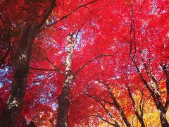 中野紅葉山から弘前へ