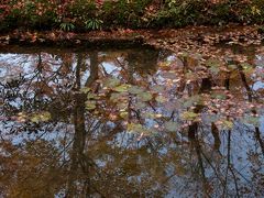 京都紅葉三昧（２）詩仙堂・金福寺・圓光寺・曼殊院・蓮華寺