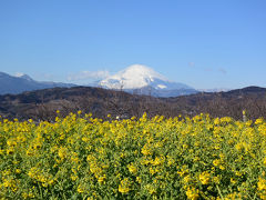 初めての吾妻山から菜の花と富士山を撮りました 2018.01.26