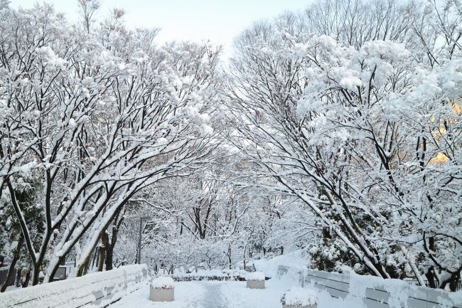 東京に雪が降った23日の朝、都庁の横の新宿中央公園に行ってみました・