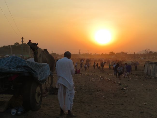 初インドを一ヶ月縦断一人旅してみた 5日目 ラクダだらけのプシュカルフェア