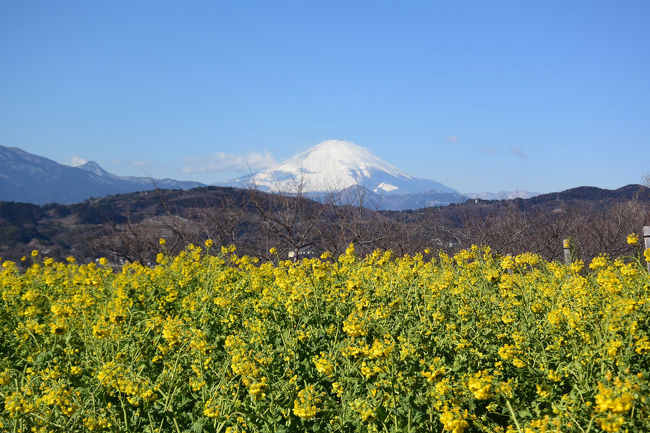 初めての吾妻山から菜の花と富士山を撮りました。<br /><br />★二宮町役場のHPです。<br />http://www.town.ninomiya.kanagawa.jp/<br /><br />★二宮観光ナビ(二宮町観光協会)のHPです。<br />http://shonan-ninomiya-kankou.com/<br />