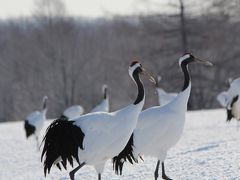 タンチョウに魅せられて　冬の道東旅