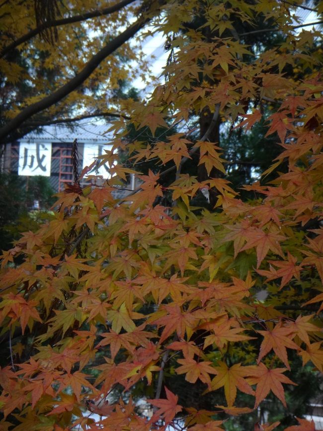 会社帰りに知恩院の宿坊の知恩院和順会館に泊まる<br />翌朝は知恩院で朝のお勤め晨朝法要。ちょっと細かめに記載してみた<br />そして朝食ののち、また知恩院に戻って浄土宗用の写経。<br />前に出来なかった長めの写経を・・・といっても<br />そのあと滋賀に行ってあれしてこれしてと予定を立てていたので<br />結局心乱れた写経になったのでした<br />山科まで地下鉄で行き滋賀はまだ書いていない後半に続く<br />