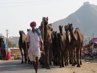 初インドを一ヶ月縦断一人旅してみた 6日目 続ラクダ市と山登り