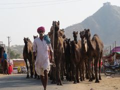 初インドを一ヶ月縦断一人旅してみた 6日目 続ラクダ市と山登り