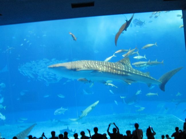 一時帰国に絡めて、下の子供と一緒に5日間の沖縄旅行!<br /><br />子供2号は体験ダイビング目的、私は初めての沖縄を楽しむのが目的。<br />とは言っても、車が無いので色々考えた結果、恩納からまず沖縄美ら海水族館に行き、夕方のリムジンバスで那覇に戻る事に。<br /><br />問題はホテル→沖縄美ら海水族館の移動。タクシーは高いし、時間もあるしで、バスで名護まで出て、乗り換えたらバスで行ける?と計画していたら、まさかまさかの大名旅行になりました。(大げさです・笑)<br /><br />この旅行記は3日目と4日目の前半の様子です。<br /><br />【日程】<br />10月2日(月)那覇到着後、空港バスにて恩納ホテル移動泊<br /> ☆3日(火)~4日(木)恩納のホテルに3泊<br /> ☆5日(木)那覇にバスで移動・那覇泊<br /> 6日(金)那覇泊<br /> 7日(土)那覇・夜に大阪へ
