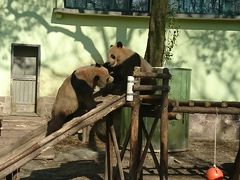 上海で動物園とディズニー