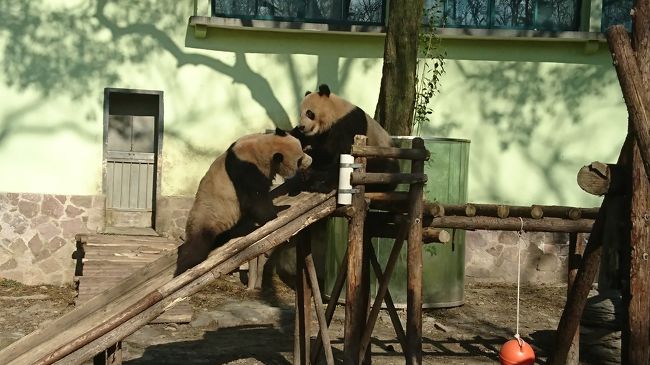 去年行った上海ディズニーランドが楽しかったから、また行きたい～と言う娘。<br />ＪＴＢで、ＪＡＬ利用メリーホテル宿泊３泊４日で３１９００円のツアーがあるよー、これで行っちゃう？<br />ディズニーもいいけど、上海動物園でパンダを見たいし、人気の火鍋も食べたいからディズニーは１日でいいよね、とあっという間に決まりました。<br /><br />ディズニーのチケットは、ＨＩＳの初夢フェアで５９６０円と安くゲットできてラッキー！<br />前回経験できなかったアトラクションとパレードは必ず！<br />月曜日に行くけど混んでいるかな～<br />空いているといいなあと思っていたのに・・・<br /><br /><br /><br />