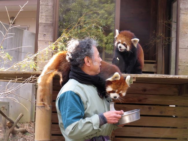 昨日は、千葉市動物公園から東武動物公園へお婿入りした源太君に会いに行きましたが（旅行記→https://4travel.jp/travelogue/11325693 ）、今日は、その源太君が移動した後に、佐世保市の九十九島動植物園森きららからお婿入りしたライム君に会いに千葉市動物公園を訪問しました。<br /><br />千葉市動物公園はレッサーとキーパーさんの距離感が非常に近く、”飼育動物ー飼育員”の関係と言うよりか、どちらか言うと”先生と生徒”、時には”親子”や”友達”の様な関係に見える（あくまでも観客側からはそう見えるだけですが）園と言う事もあり、また、初めてのペアリングと言う事もあり、森きらら時代には気難しい性格と言われていたライム君が適応できるのか気になっていたのですが、案ずるより産むがやすし・・・若パンダの適応力はキーパーさんやファンの心配を見事凌駕してくれました。<br /><br /><br />これまでのレッサーパンダ旅行記はこちらからどうぞ→http://4travel.jp/travelogue/10652280