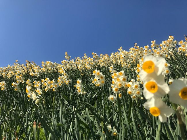 月1ペースで、長崎に行く。<br />ひとり暮らしの母に会いに。<br />母とTVを見ていた。<br />水仙が満開。いい香りだろうな~と思いながら。<br />母がぽつんと言った。<br /><br />(出不精の)私が、見に行きたいなあと言ったら、<br />お父さんがすぐに連れて行ってくれたとよ。<br /><br />行ってみる?お母さん。<br /><br />そうね。<br /><br />そうして、母と、両親の思い出を乗せて車は走る。<br />