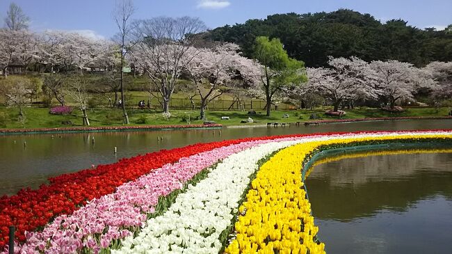 浜松フラワーパーク、桜とチューリップの競演