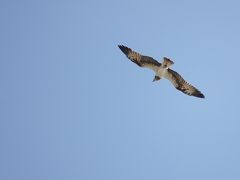 息子夫婦と行く石垣島年越し３泊４日の旅。；あれは飛行機？　いや、猛禽だ！！！遂にカンムリワシに遭遇か？　息子夫婦と行く石垣島年越し３泊４日の旅。；3日目、空を見ろ！アレは？　いよいよカンムリワシに遭遇か？の巻。3/4