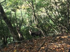 屋久島1周観光、再びsankara 