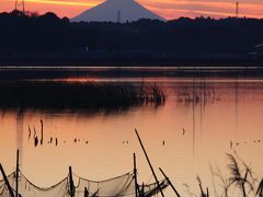 ふなばしアンデルセン公園　冬に咲くチューリップ祭りいきました！