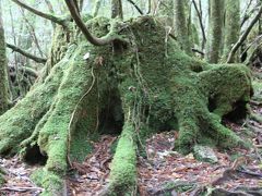 屋久島・縄文杉に会いに行く旅