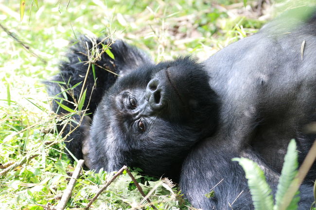 12月中旬に10日間の日程で東アフリカに野生動物を見る一人旅に出かけました。<br />ルワンダとウガンダ両方のゴリラトレッキングに参加したかったので、<br />既存のツアーではなく、ウガンダで日本人が経営されている旅行会社 グリーンリーフツーリストさんに旅のアレンジをお願いしました。<br /><br />2017/12/15 成田発 ドバイ経由 <br /> 12/16 ルワンダ キガリ着<br /> 12/17 ゴリラトレッキング<br /> 12/18 ウガンダへ<br />