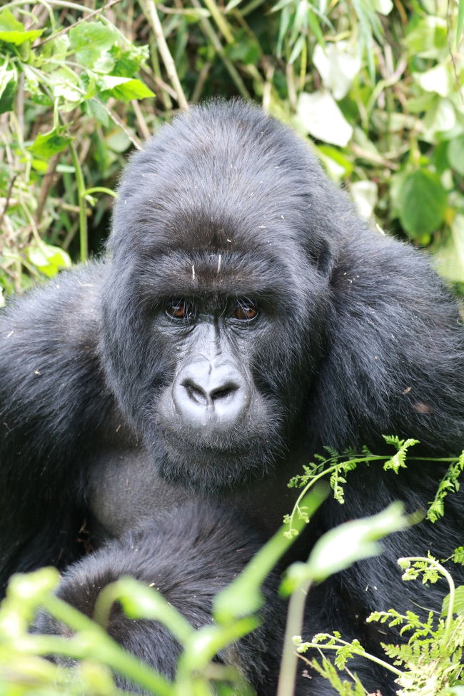 12月中旬に10日間の日程で東アフリカに野生動物を見る一人旅に出かけました。<br />ルワンダとウガンダ両方のゴリラトレッキングに参加したかったので、<br />既存のツアーではなく、ウガンダで日本人が経営されている旅行会社 グリーンリーフツーリストさんに旅のアレンジをお願いしました。<br /><br />2017/12/15 成田発 ドバイ経由 <br /> 12/16 ルワンダ キガリ着<br /> 12/17 ゴリラトレッキング<br /> 12/18 ウガンダへ