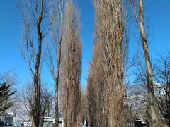 雪景色の美しい北大キャンパスを歩く