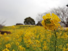 大人の休日倶楽部パス④　～吾妻山公園の菜の花（富士は雲隠れ）～