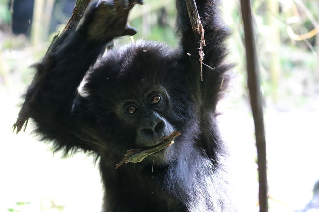 12月中旬に10日間の日程で東アフリカに野生動物を見る一人旅に出かけました。<br />ルワンダとウガンダ両方のゴリラトレッキングに参加したかったので、<br />既存のツアーではなく、ウガンダで日本人が経営されている旅行会社 グリーンリーフツーリストさんに旅のアレンジをお願いしました。<br /><br />2017/12/15 成田発 ドバイ経由 <br /> 12/16 ルワンダ キガリ着<br /> 12/17 ゴリラトレッキング<br /> 12/18 ウガンダへ