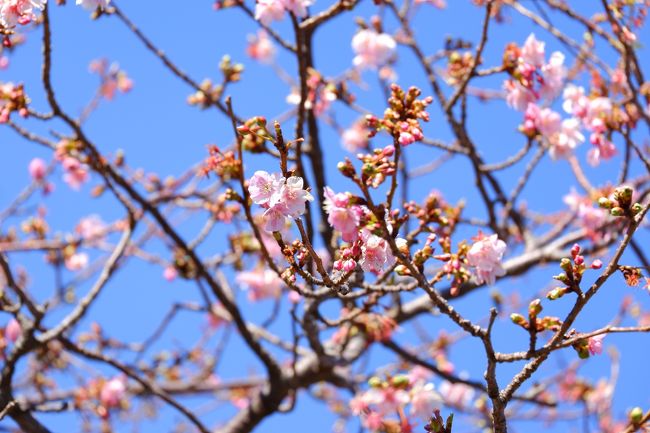 下田の爪木崎の水仙まつりを訪れた帰り道、まだ早いだろうとは思いつつも、せっかくなので河津に寄ってみました。<br /><br />今年は開化が遅いようで、二分咲きでした。<br />河津桜祭りは２月１０日から！満開は再来週ぐらいかな？<br /><br />桜の写真ばかりですが、お好きな方よろしければ覗いてください！