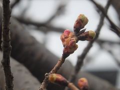 開花間近の鶴ケ岡中央通りのカワズザクラ