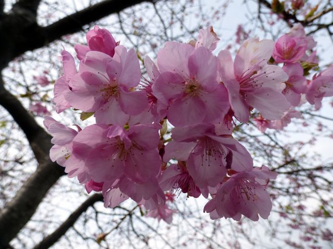 ２月３日 節分に翌週開幕を迎えて混雑が予想される河津桜まつり会場と、翌週閉幕する下田爪木崎の水仙まつり会場に行ってきました。<br /><br />河津桜にはまだ早く、殆どが蕾か一部咲き、１本だけ三部咲きという状況でした。<br /><br />下田爪木崎の水仙は、まだ綺麗に咲いているものもありましたが、終わりの部分や倒れているものも多く、勢いはなく、ほぼ終わりの状況でした。