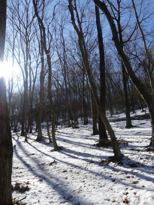 みかも山公園の残雪_2018_そろそろ花が、の期待空しく、日陰の残雪だけだった（栃木県・岩舟町）