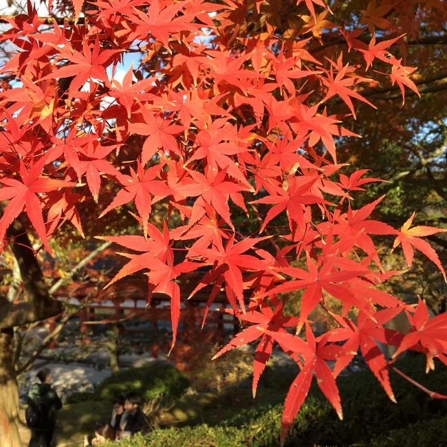 お義母さんに誘われて紅葉を見に京都の宇治へ。<br /><br />京都は何度も行っていますが、宇治はほとんど行ったことがないので新鮮で楽しめました！